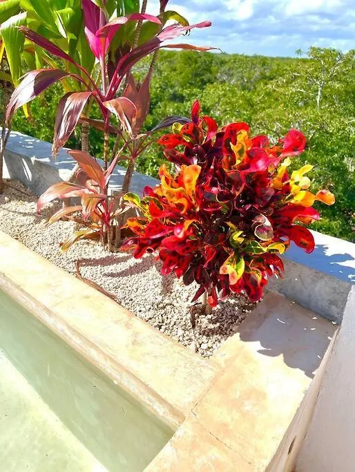 公寓 Lush Tulum Jungle Penthouse With Ensuite Rooftop Pool & Highspeed Wifi Balcheil